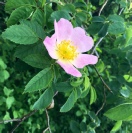 Dog Rose
