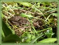 Common Lizard