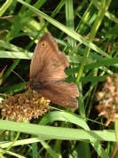 Meadow Brown Butterfly