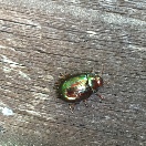 Rosemary Beetle