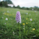 Common Spotted Orchid