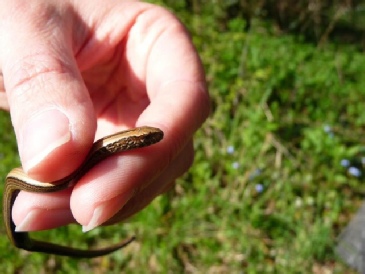 Bradgers Hill Baby Slow Worm