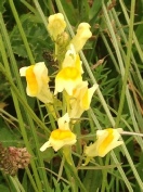 Toadflax