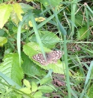 Speckled Wood Butterfly